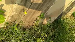 Eurema hecabe