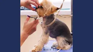 Dog Grooming