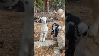 Funny Animal Sounds In Wildlife: Buffalo, Panda, Giraffe, Cow, Goat, Dog,... | Animal Moments#viral