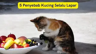 5 Penyebab Kucing Selalu Lapar  /  5 Causes of Cats Always Hungry