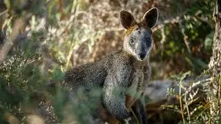 Save Briars Sanctuary