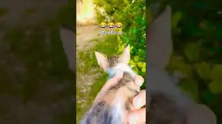 #catlovers #cuteanimal  #cat #5mveiws #cutecat #1kfollower #cute #supportme #kitten