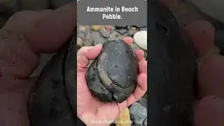 Fossil Hunter Finds Ammonite in Beach Pebble #fossil #fossils #fossilhunting #jurassic #science