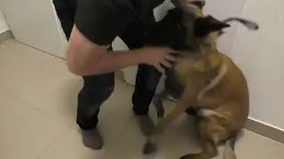 Belgický ovčák Corey - 1 (Video obsahuje titulky)