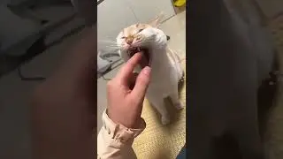 A cat video compilations #67