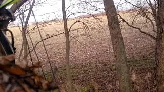 Nice buck comes to check out decoy 