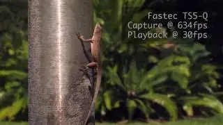 Lizard in Slow Motion from Day's Edge Productions