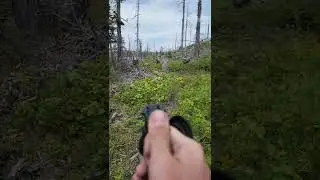 Grizzly Bear Makes Us Stand Our Ground After Walking us Down for 1/4 mile.
