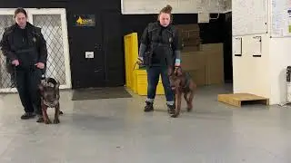 6 months old Chinese red dog males group foundation protection training