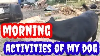 Morning activities of my dogs @rualanimallifestyle3018