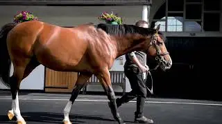 Rajasinghe - Breed For The Big Day