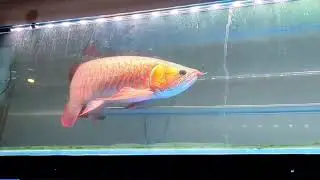 Red chili arowana qian hu farm 