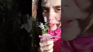 мое растение клубнично-мятное цветет