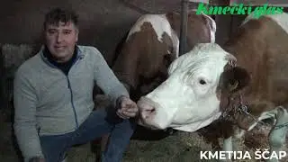 Kmečki glas predstavlja: 14 laktacij = 180.000 l mleka, KMETIJA ŠČAP