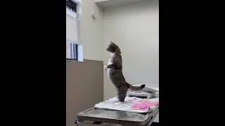 It's a different story when cats stand up #cat #catlover #funny #foryou #fypツ #funnycat #cats