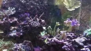 500 liter DSR Aquarium 23 mei 2015
