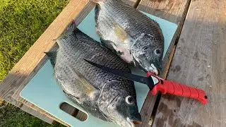 Tilapia Bowfishing Catch and Cook - Lake Travis