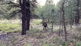 San Juan Bull Elk Bugle Battle