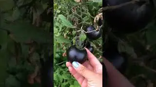 This Is The Darkest Known Tomato - Black Beauty Heirloom Tomato #tomato #seeds #garden #plants #grow