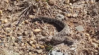 Bush Life| Nature| Snakes| South Africa| Blind Snake| Puff Adder | RockstarRanger