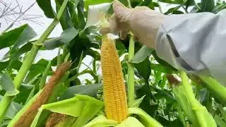 HANA 01836 chịu r&eacute;t cực đỉnh, l&atilde;i cao, n&ocirc;ng d&acirc;n tr&uacute;ng lớn| N&ocirc;ng nghiệp ADI