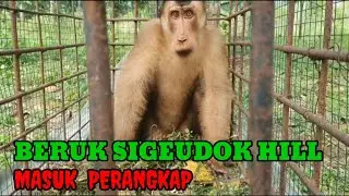 Beruk Sigeudok Hill Masuk Perangkap.