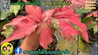 Ep.75📌บอนสีสวยๆมาแล้วจ้า#สวนพงษ์พฤกสา☎️086-4105655