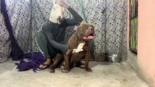 Pitbull hulk🔥 #pitmonsters 