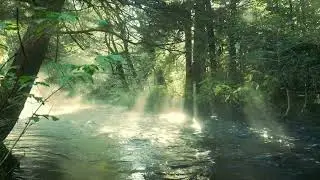 Peaceful Forest River Ambience 🌲| Relaxing Water & Birds Sounds for Sleep, Focus & Meditation