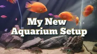My New 4 feet Tank Setup // New Aquarium for My Room