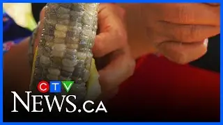 Retirees growing Asian sticky corn in Breslau
