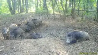 Wild boar mud bath on trail camera.