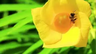 The best Healing and Relaxing music. Лучшая целебная и расслабляющая музыка.