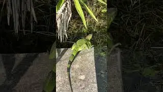 Leaping lizards #floridawildlife #backyard