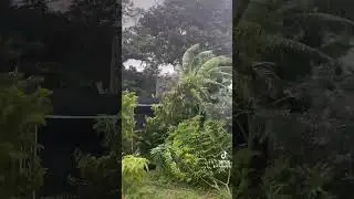 Hurricane 🌀 Helene is really doing damage in the garden 😥 #hurricane