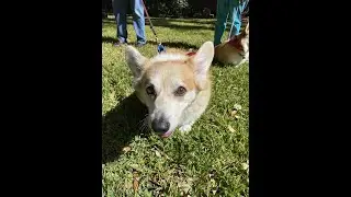Valen Dog's Day at Houston Hospice Highlights the Benefits of Pet Therapy for All Ages Final for You