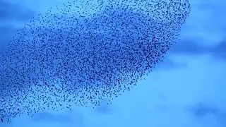 Greatest Bird Dance on Earth - Starling Swarm