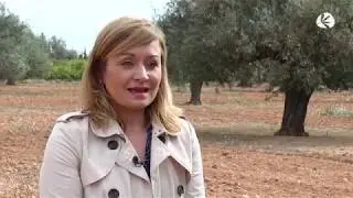 Qué es, cómo afecta y cómo se lucha contra la Xylella fastidiosa