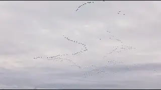 Mikey's 1,000 Geese