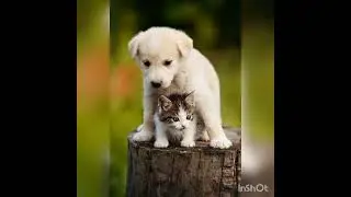 The Only funny cat and dog kissing Video You Need to Watch