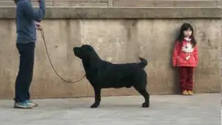 Rocky -CH. Toptail Monday 722