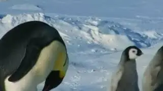 what colour penguin milk ?
