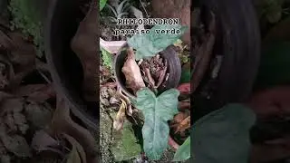 PHILODENDRON PARAISO VERDE #collectionplants #beautiful #rare #paraisoverde #trending #shorts #viral