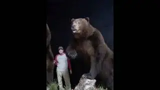 Enormous kodiak bear from Alaska
