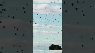 Millions of Doves &ndash; The Unbelievable Reality of Hunting in Argentina #wildlife