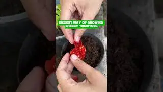 Grow Cherry Tomatoes the Easiest Way! | Perfect for Small Balcony Garden 🍅🌱 #balconygardener