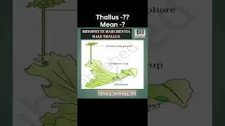 Male Thallus #shorts #short #viral #trending #youtubeshorts #biology.