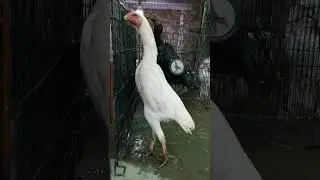 White Shamo Female #shorts #trendingshorts #shamo #aseelmurga #aseel #viral #reels #youtubeshorts