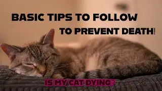 How to Take Care of Your Cat: Guide from Lena
