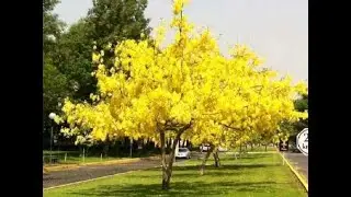 Arbol LLUVIA DE ORO, Cassia Fistula